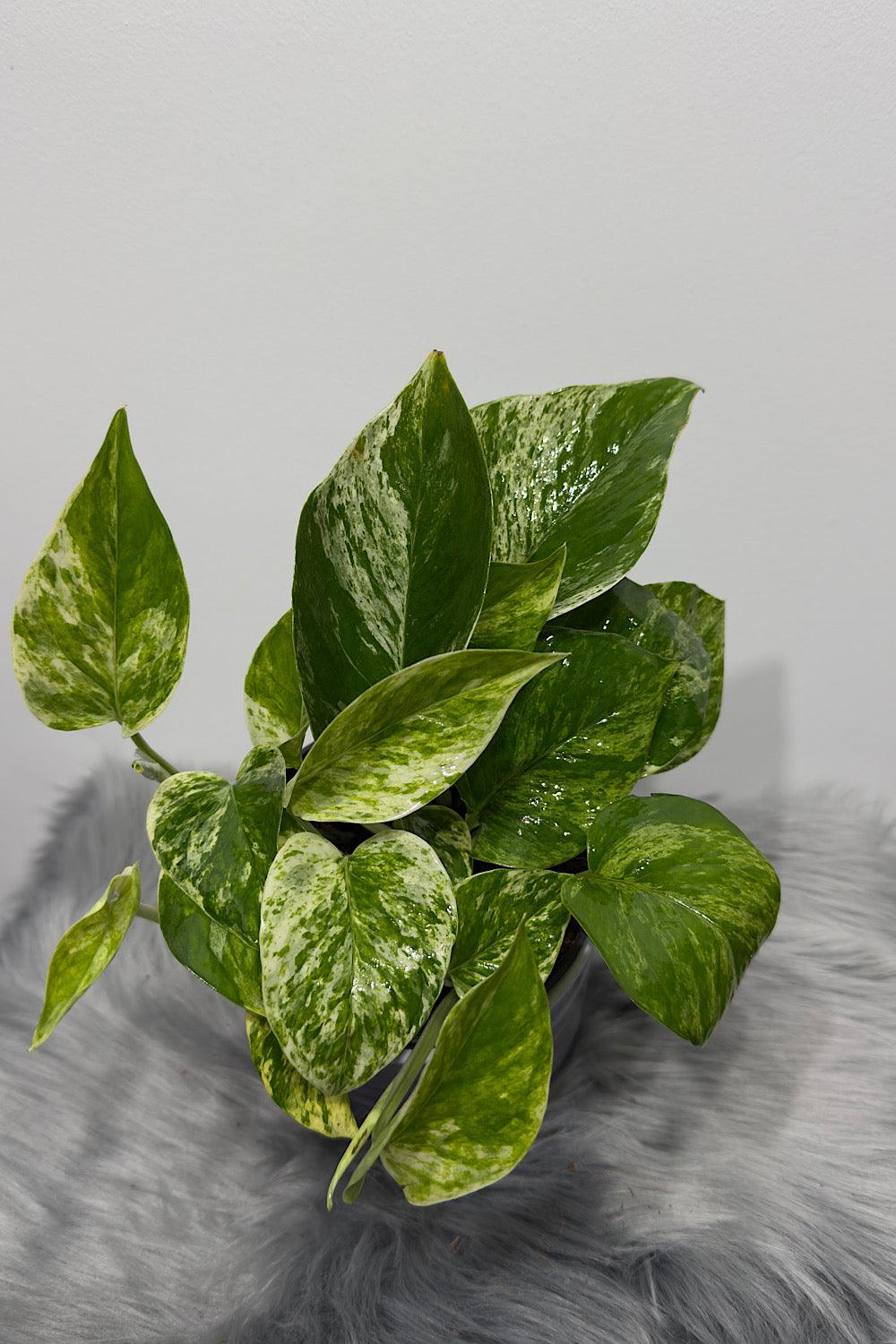 Epipremnum pinnatum 'Marble Queen' - www.augi-plants.lv