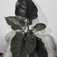Alocasia Antoro Velvet