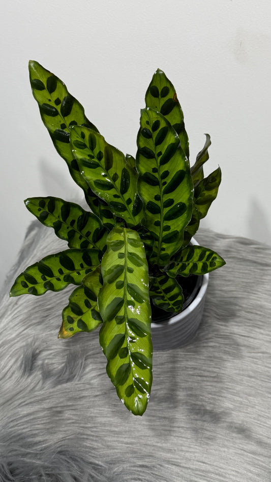 Calathea 2