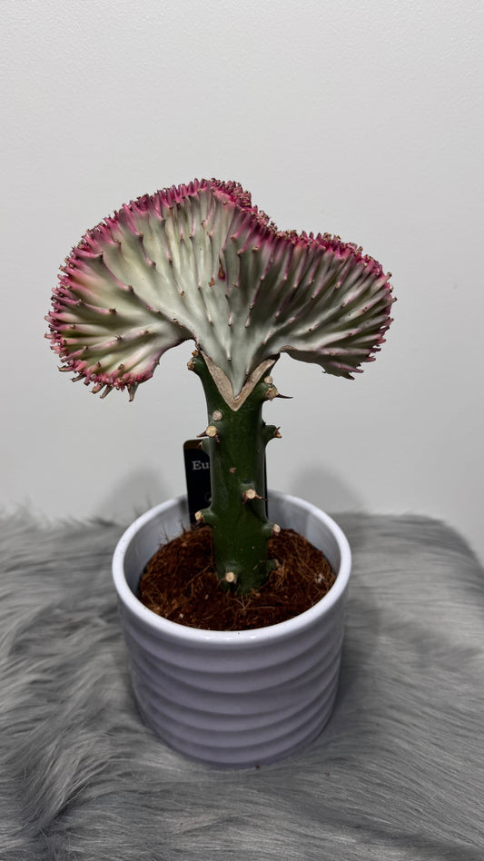 Euphorbia Cristata 2