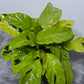 Calathea Fusion Yellow