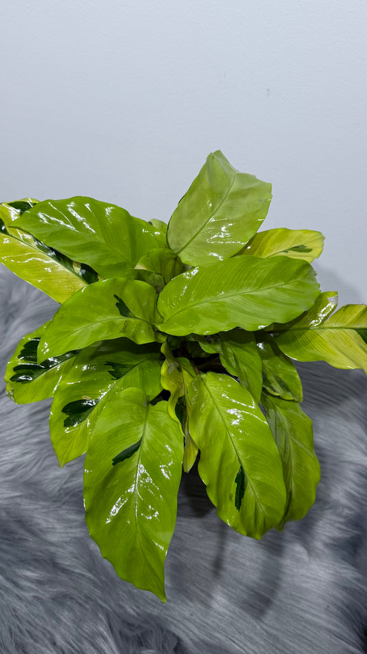 Calathea Fusion Yellow
