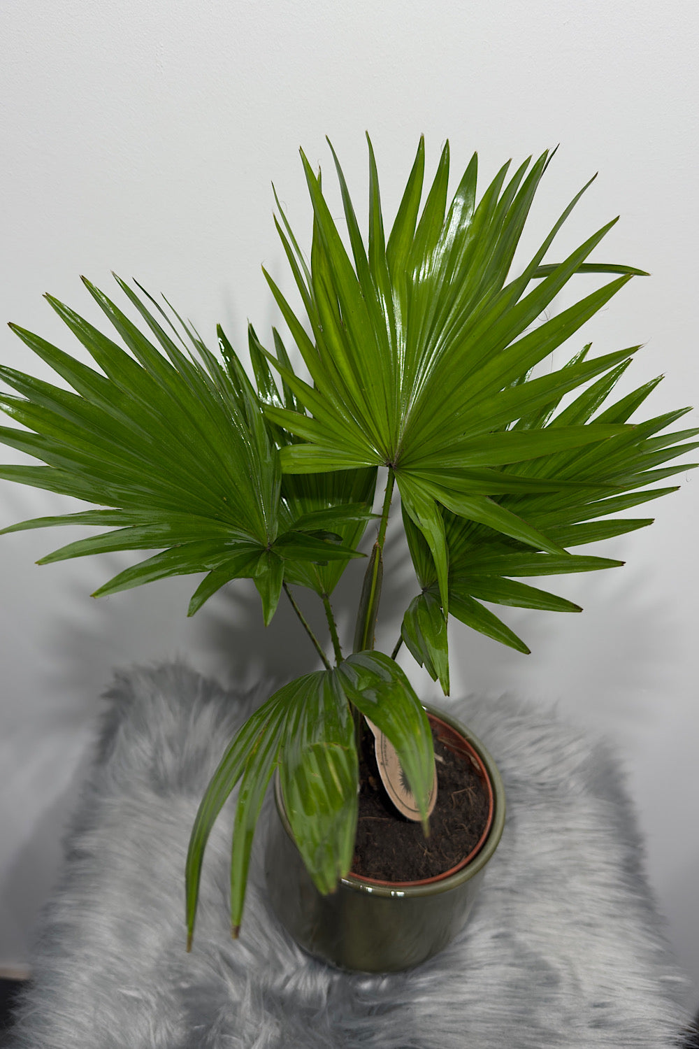 Livistona Rotundifolia