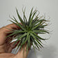 Tillandsia Air plant