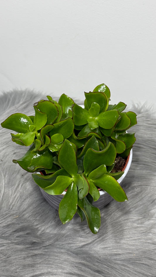 Crassula 2