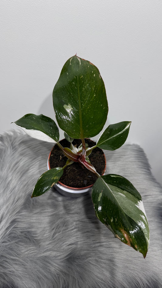 Philodendron White Knight
