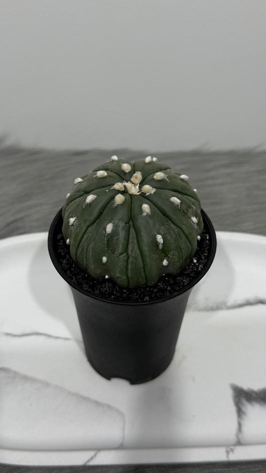 Astrophytum Asterias