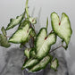 Caladium 4