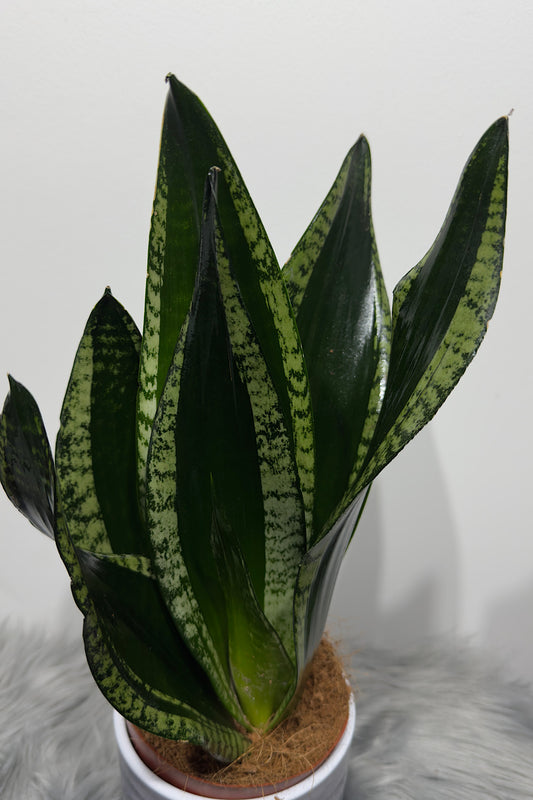 Sansevieria trifasciata Whitney