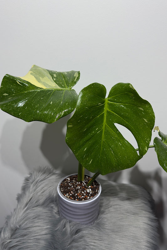 Monstera Thai Constellation 7