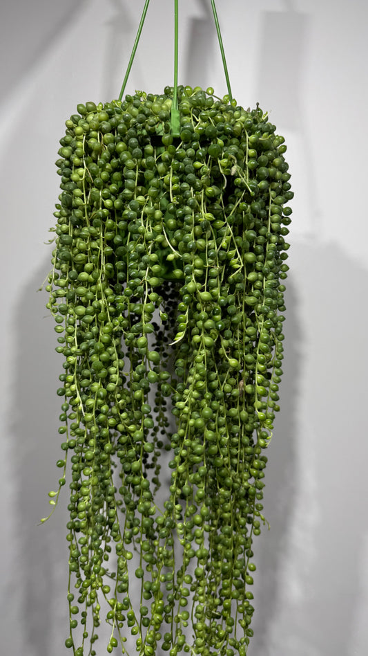 Senecio Rowleyanus