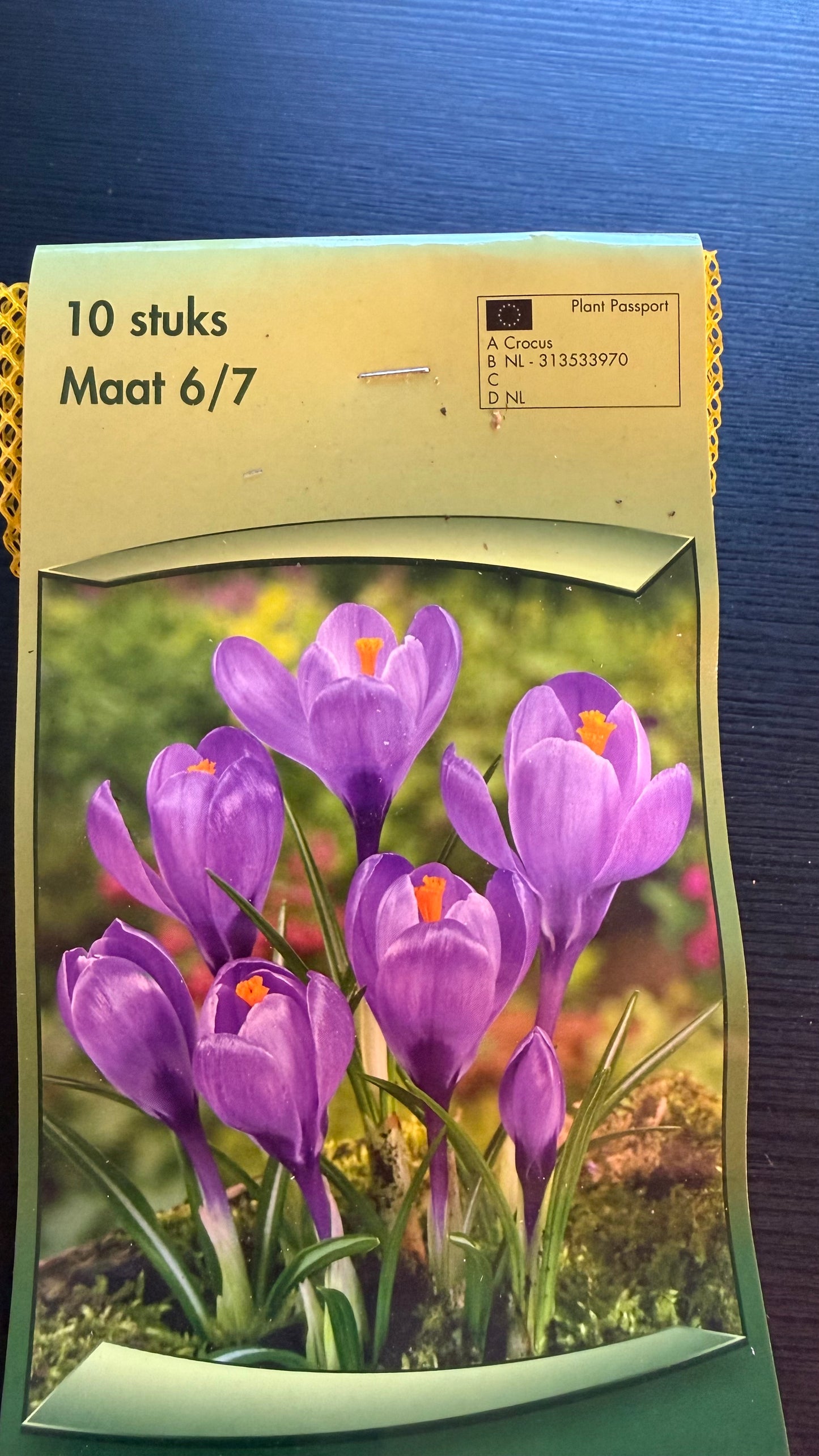 Crocus