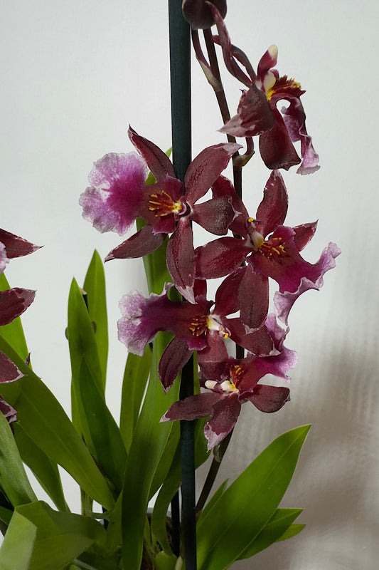 Orhideja Cambria 17 - www.augi-plants.lv