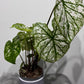 Caladium