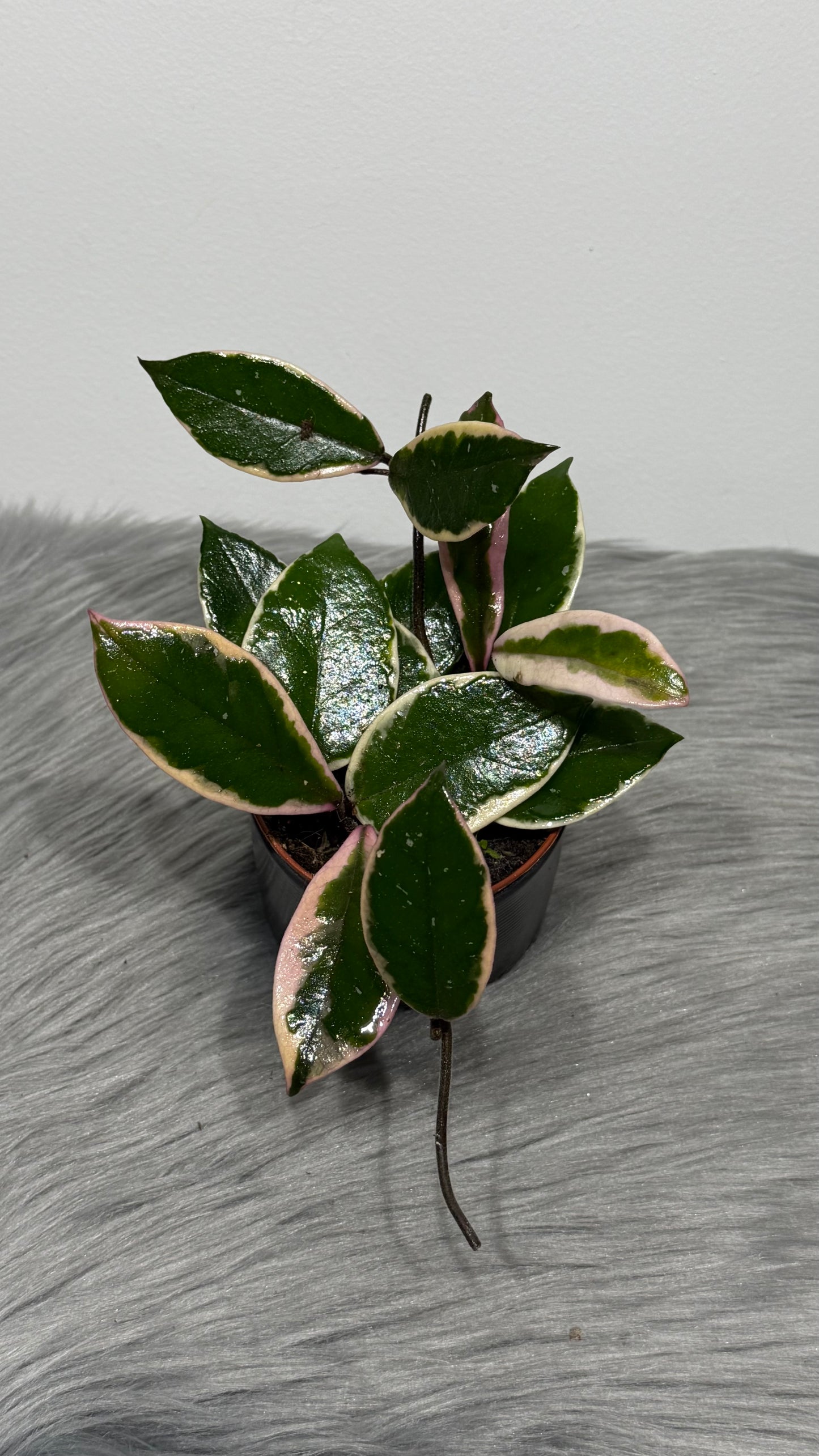 Hoya carnosa Flamingo dream