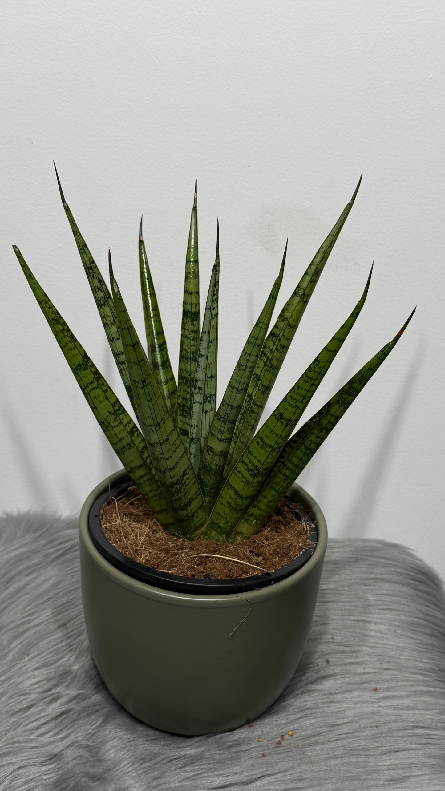 Sansevieria 3