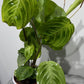 Maranta Fantasy