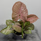 Syngonium Neon