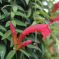 Aeschynanthus Japhrolepis/ Lipstick plant