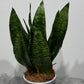 Sansevieria Zeylanica