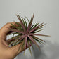 Tillandsia Air plant 2