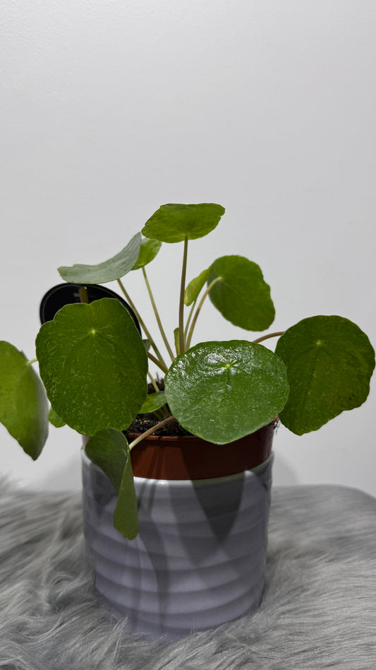Pilea Sugar