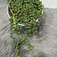 Senecio Rowleyanus