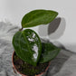 Hoya latifolia Green