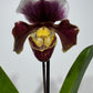Orhideja Paphiopedilum Amerika 5
