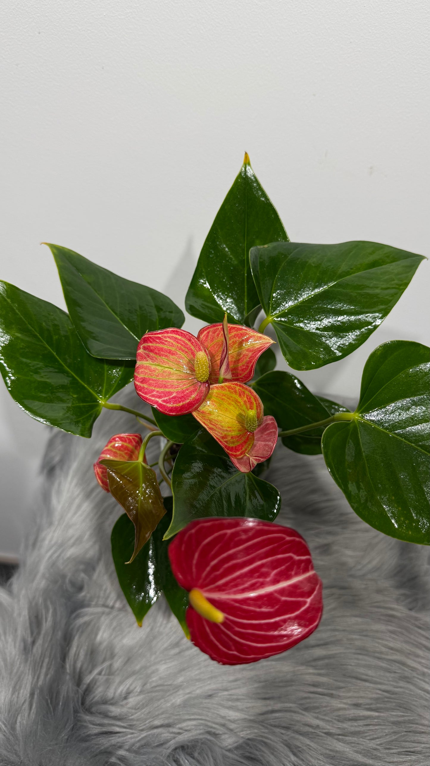 Anthurium White and Red