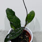 Hoya clemensiorum sumatra