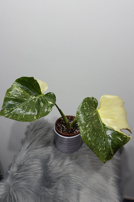 Monstera Thai Constellation 6