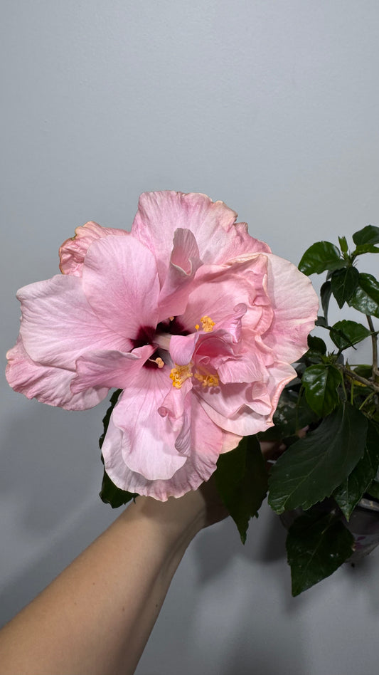 Hibiscus rose double