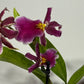 Orhideja Cambria 18
