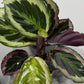 Calathea 4