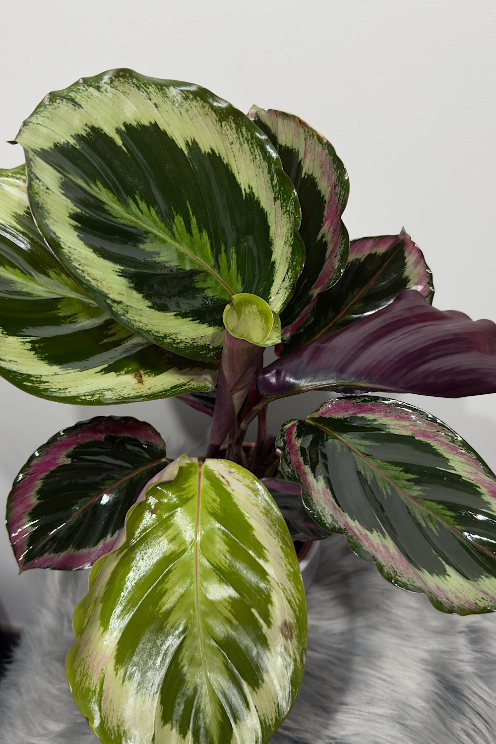 Calathea 4
