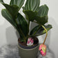 Medinilla Candy