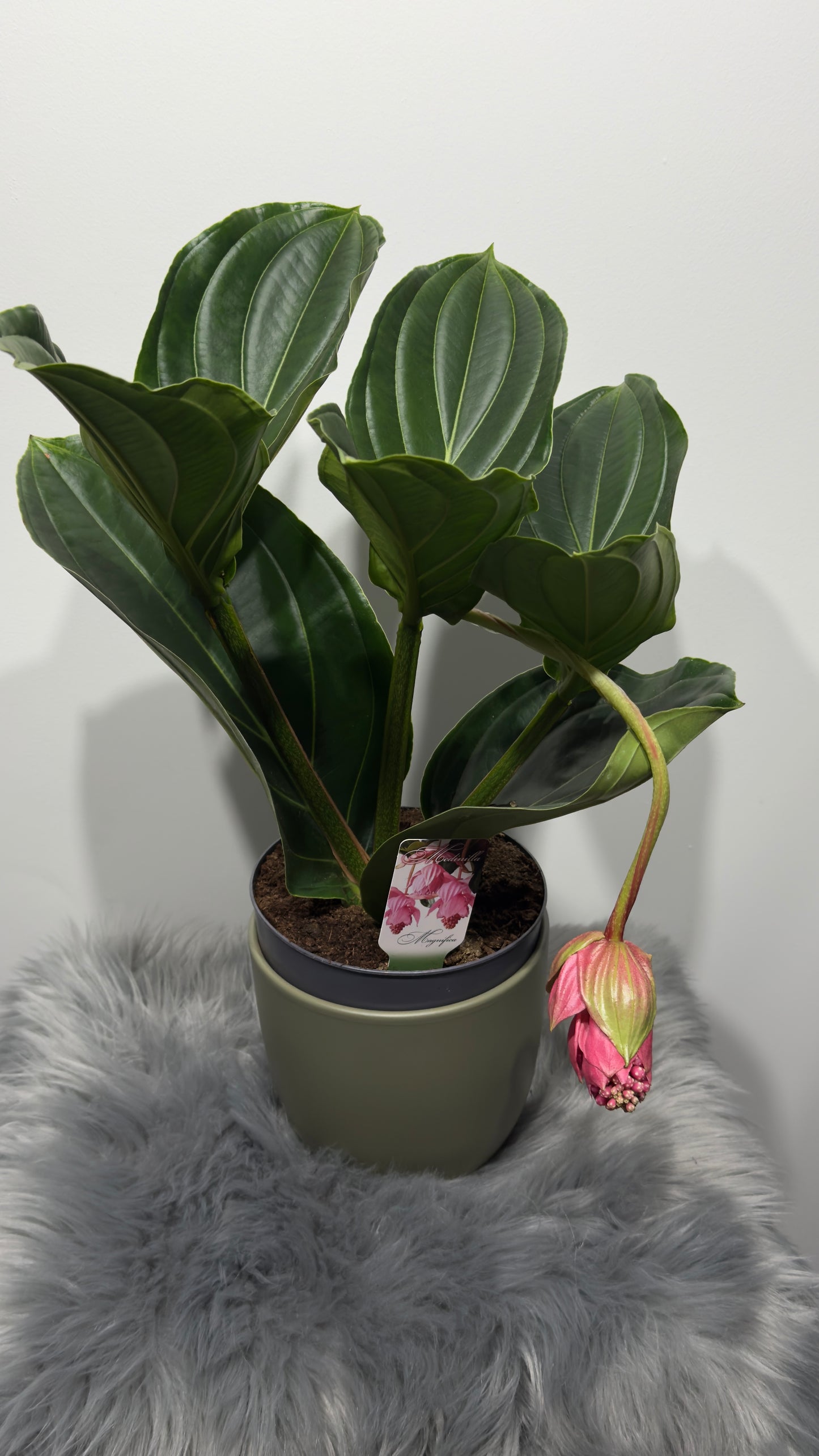 Medinilla Candy