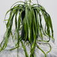Lepismium Bolivianum