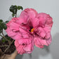 Hibiscus rose double