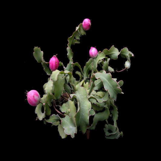 Epiphyllum guatemalense var monstrose