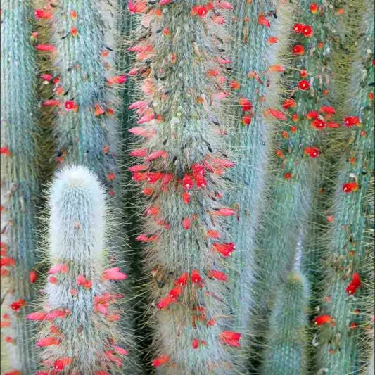 Cleistocactus Strausii