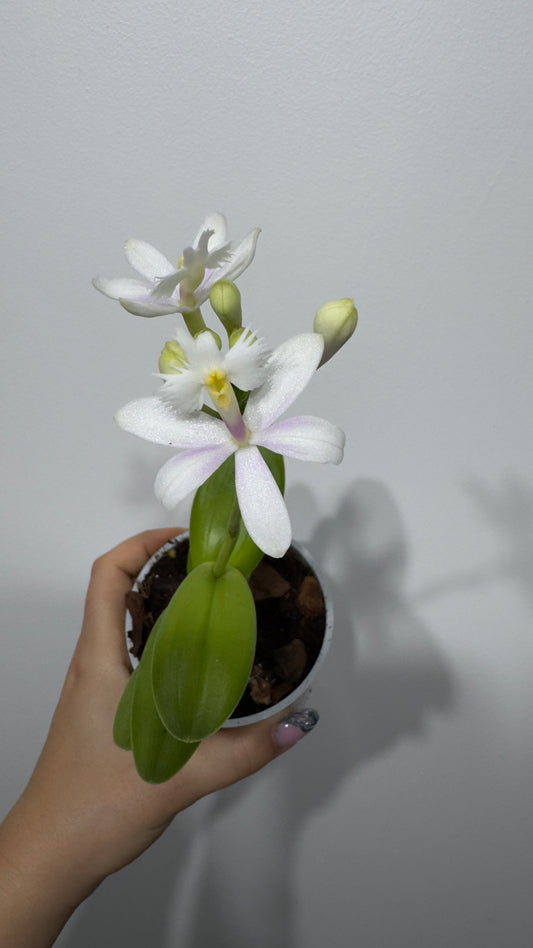 Orhideja Epidendrum 5