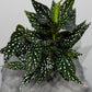 Begonia Maculata
