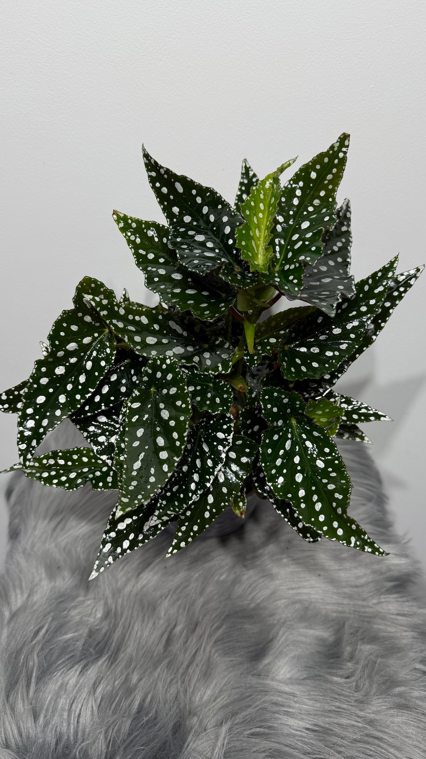Begonia Maculata