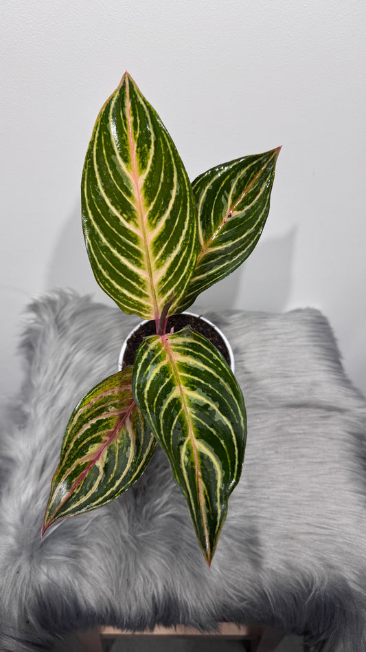 Aglaonema 12
