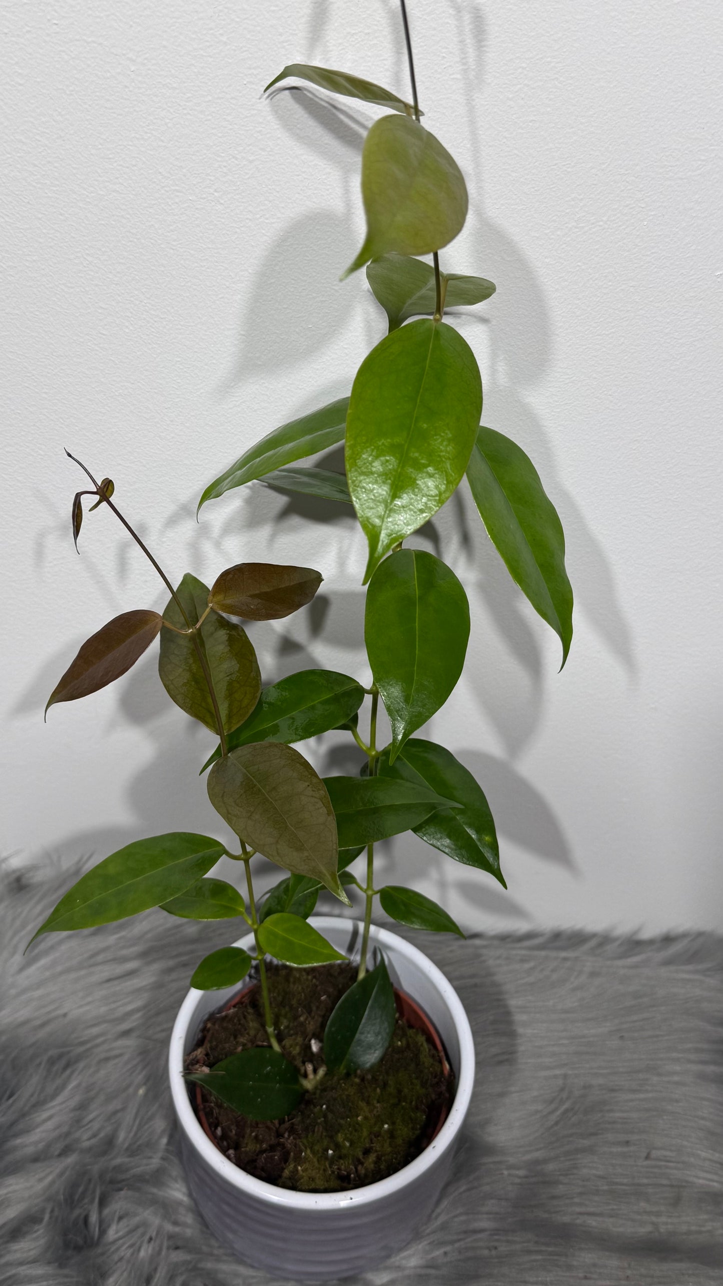 Hoya paziae