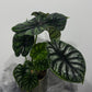 Alocasia Dragon Scale