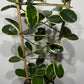Hoya Australis Blondie