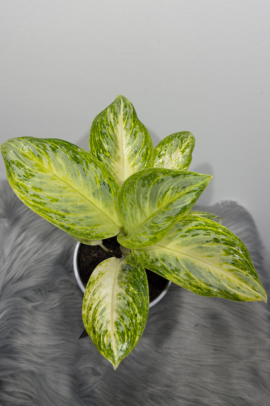 Aglaonema 2